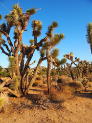 Joshua Trees Roadside