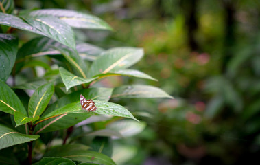 Tropical forest with a butterfly on a green leaf.
