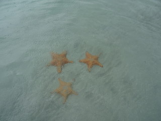 Fototapeta na wymiar Trois étoiles de mer