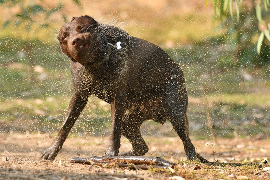 Chocolate Labrador shaking off water
