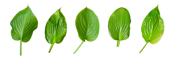 Set of hosta (plantain lily) leaves isolated on white background. Hosta plantaginea.