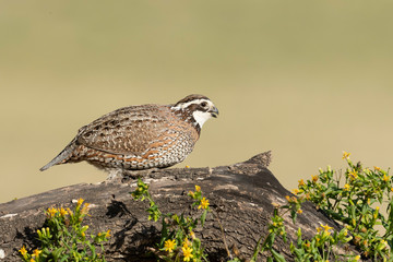 Northern Bobwhite, Rio Grande Valley, Texas