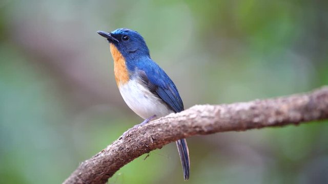 Hainan Blue Flycatcher, Grant's Blue Flycatcher  male bird perched on a branch.(Scientific Name : Cyornis hainanus)