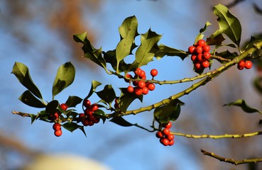 Branches with fruits of Ilex aquifolium, Christmas holly. It is an evergreen tree or shrub in the...