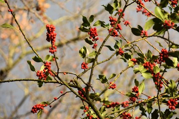 Branches with fruits of Ilex aquifolium, Christmas holly. It is an evergreen tree or shrub in the family Aquifoliaceae.