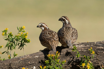 Northern Bobwhite, Rio Grande Valley, Texas