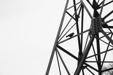 Dove sits on a metal structure of a power pole