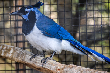 Black Throat Mappie Jay Bird