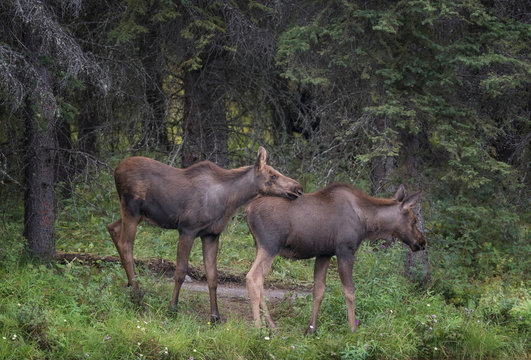 Two Moose Calves in the tall grass of Alaska