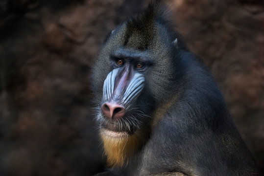 Colorful portrait of a male Mandrill