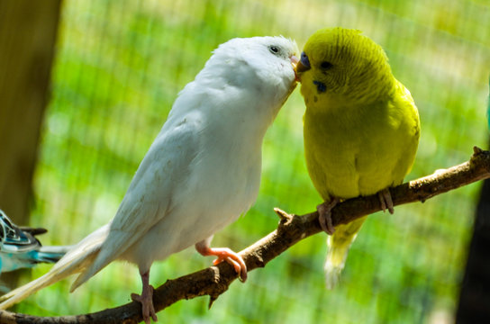 White and yellow Budgies Kissing