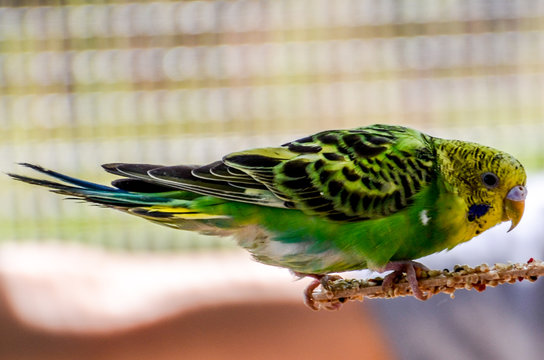 Yellow And Green Budgie