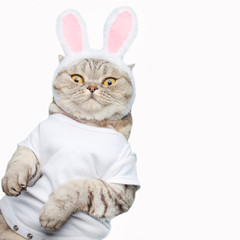 Cute funny beautiful cat with rabbit ears, Easter background with eggs. View from above. Easter background.Isolate on white background for design.