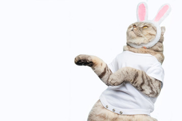 Cute funny beautiful cat with rabbit ears, Easter background with eggs. View from above. Easter...