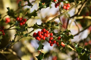 Branches with fruits of Ilex aquifolium, Christmas holly. It is an evergreen tree or shrub in the family Aquifoliaceae.