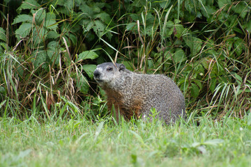 Groundhog in Grass