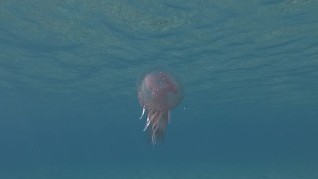 Little Jellyfish swims in the blue water. Close-up, Underwater shot. Pink Jellyfish, Mauve stinger or Purple-striped Jelly (Pelagia noctiluca). Mediterranean Sea, Europe.