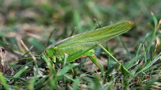 Big green locust female lays eggs
