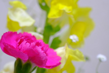 carnation, gypsophila and snapdragon flowers