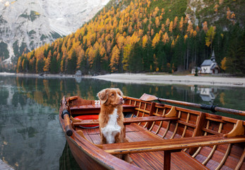 dog in a boat on the lake. Nova Scotia Duck Tolling Retriever in nature. Traveling with a pet to...