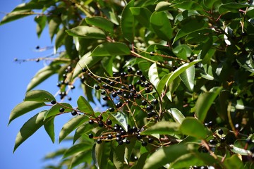 Branches with ripe fruits of wild black cherry (Prunus serotina). Prunus Serotina, commonly called:...