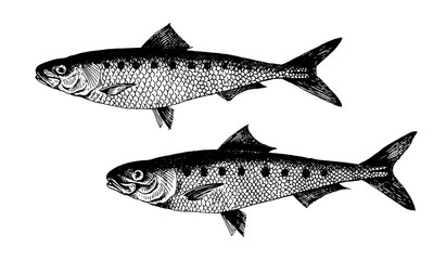 Sardine, pilchard, fish collection