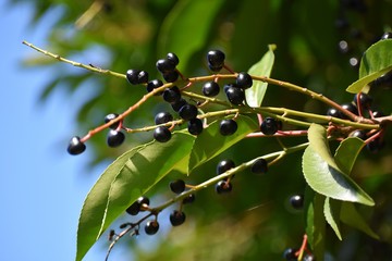 Branches with ripe fruits of wild black cherry (Prunus serotina). Prunus Serotina, commonly called:...