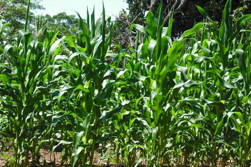 Field of corn