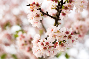 Soft focus Cherry Blossom or Sakura flower on nature background
