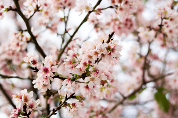 Soft focus Cherry Blossom or Sakura flower on nature background