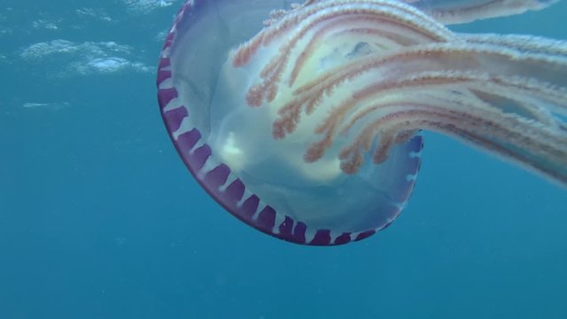 juvenile Jackfish swim with Purple jellyfish guiding her movements and guarding her. Pellagic Purple Jellyfish (Thysanostoma loriferum) and Blue Trevally (Carangoides ferdau). Close-up, Red Sea, Egypt