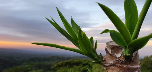 green plant on a background of blue sky