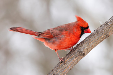 Cardinal