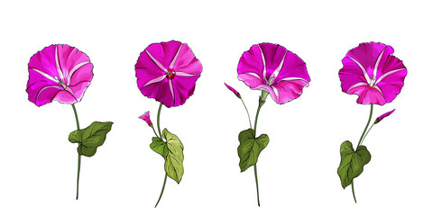Set of hot pink flowers Morning-glory  on stems with green leaves. Isolated on white. Purple bindweed for the design greeting cards, wedding invitation,textiles, wallpaper. Vector stock illustration.