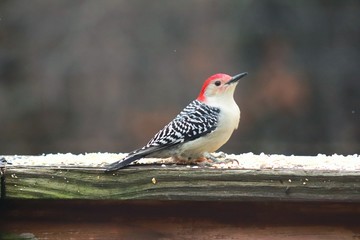 Red Bellied Woodpecker