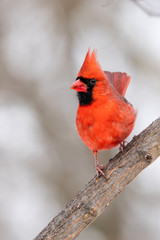 Cardinal