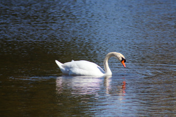Swan Reflecting in Water