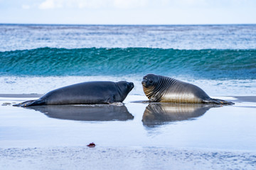アザラシ シーライオン島 フォークランド諸島 SeaLion Island © Earth theater