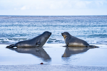 アザラシ シーライオン島 フォークランド諸島 SeaLion Island © Earth theater