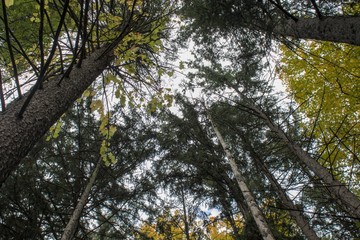 Tree Tops in Early Fall