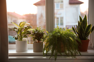 Different potted plants on window sill at home