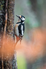 great spotted wood looking for food in the tree tricks at dawn