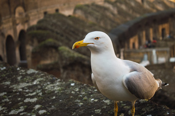 Gaviotas de perfil en el coliseo Romano