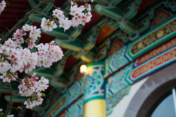 Cherry blossoms are in full bloom at Tianyuan temple, Taipei, Taiwan. Night view.