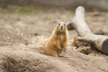 Curious Prairie Dog