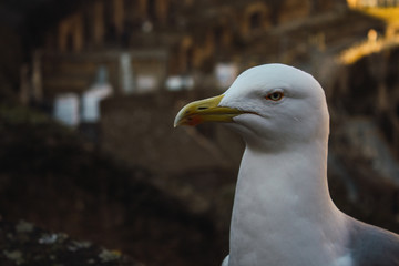 Gaviotas de perfil en el coliseo Romano