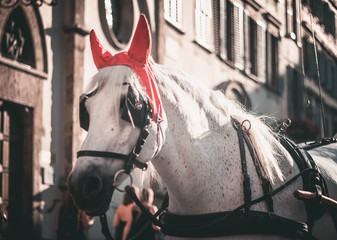 Fototapeta na wymiar Photograph of a white horse with devil ears in Italy