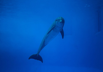Photograph of a dolphin in the aquarium of Veracruz in Mexico