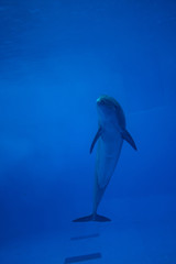 Fototapeta premium Photograph of a dolphin in the aquarium of Veracruz in Mexico