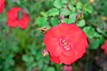 Vibrant red garden rose with buds and soft green background..